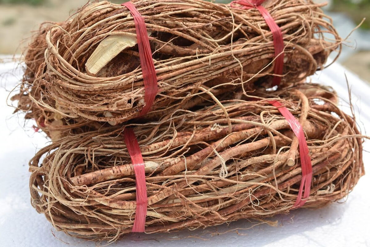 北京同仁堂原料野生五指毛桃根新货河源客家特产无硫磺五爪龙根五指