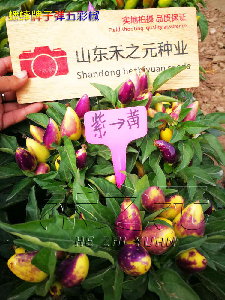 新货五彩椒种子七彩辣椒种籽四季南方朝天椒蔬菜种孑小米盆栽春季
