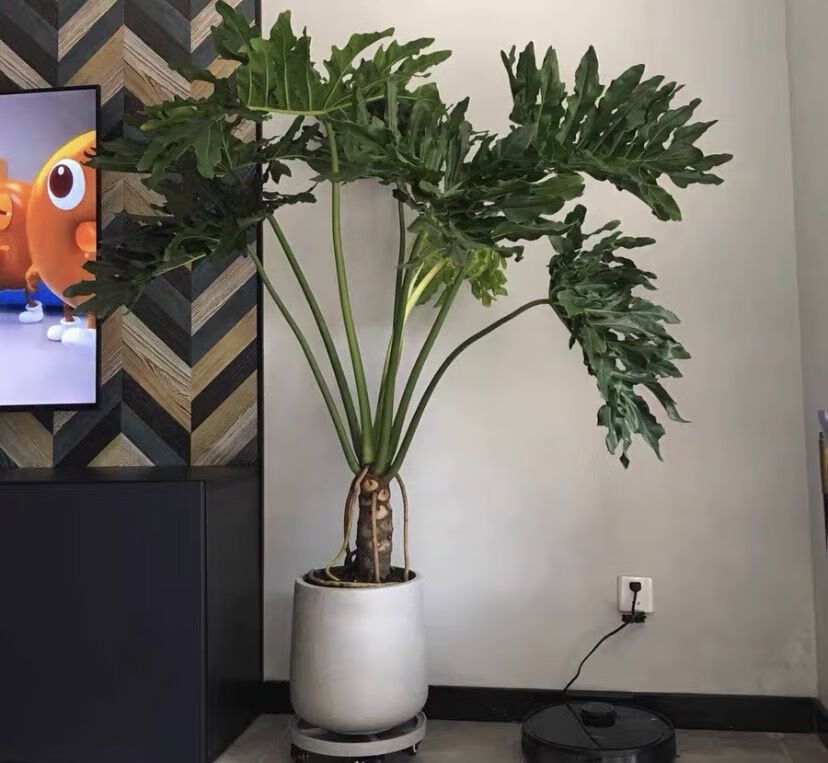 龙鳞春羽老桩大型盆栽北欧风室内办公室客厅吸甲醛大型植物 含圆柱