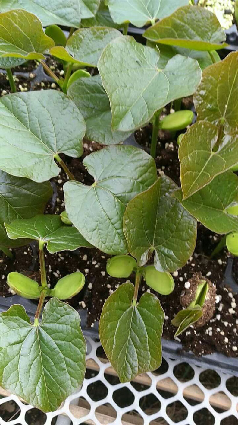 宽荚红眉豆蓟农眉豆精选绿眉豆种子袋装50g宽荚红眉豆袋装50g