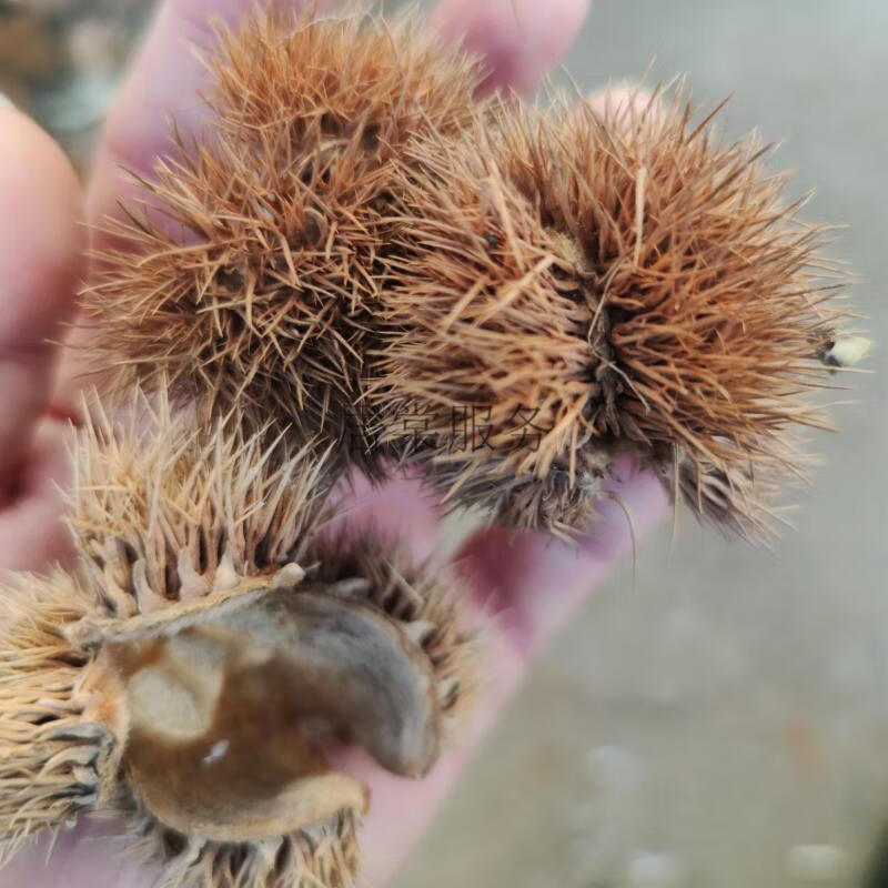 板栗壳带刺板栗球栗刺壳风栗壳板粟刺粟子刺壳晒干迁西栗子刺淋巴结