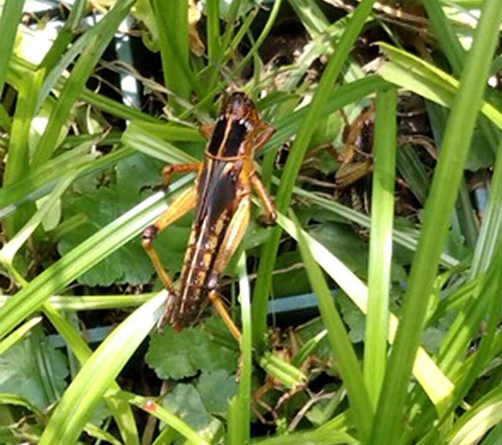 有仁堂蚂蚱蝗虫丁蜢蚱蜢活虫东亚飞蝗画眉鸟食虫子蝎子胡蜂饲料爬虫