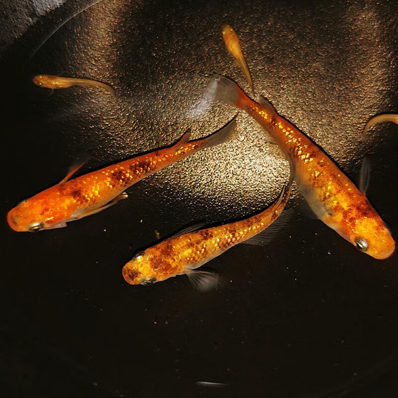 观背青鳉鱼活体活物星河星光干支小型鱼苗冷水淡水鱼超好养家养办公室