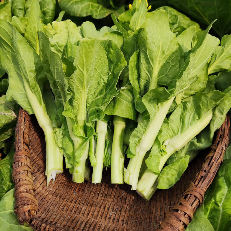 新鲜现摘湖北白菜苔农家自种红菜苔青菜台苔油菜苔新鲜蔬菜白菜苔5斤