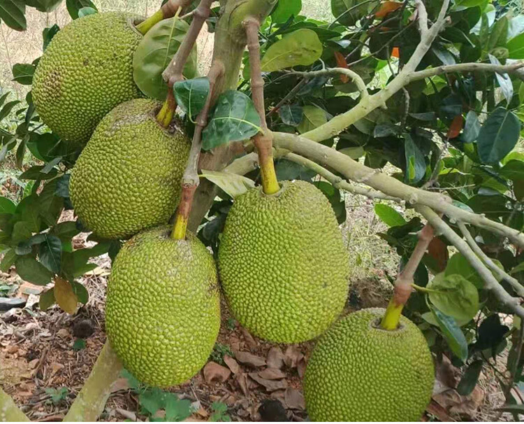 泰国进口新鲜水果红心红肉菠萝蜜 泰国红肉菠萝蜜10-12斤(大果)