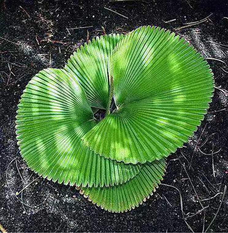 鹿凌青圆叶轴榈轴棕叶大美丽盆栽室内办公喜阴好养活绿植风植物成品