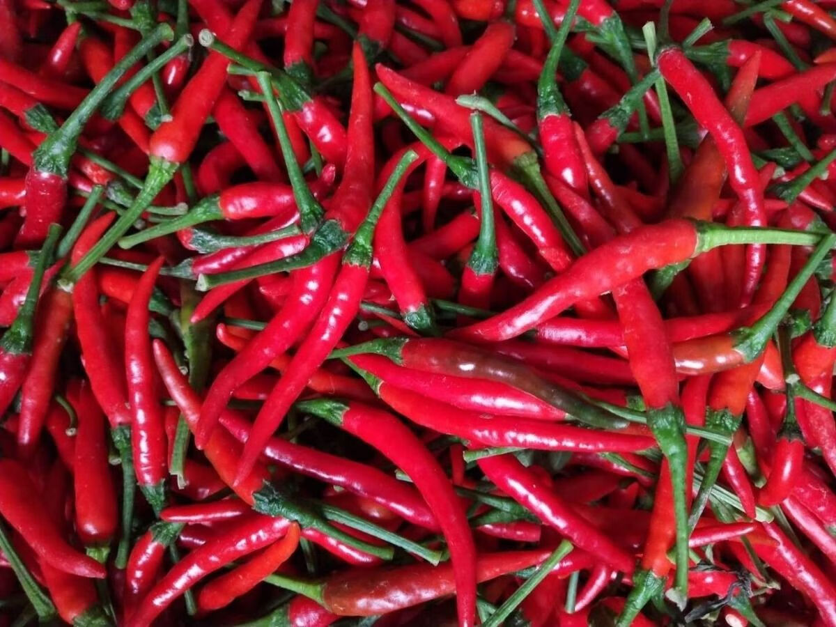 现摘新鲜小米辣朝天椒辣椒酱红辣椒泡椒剁椒产地直销批发 三斤小米辣