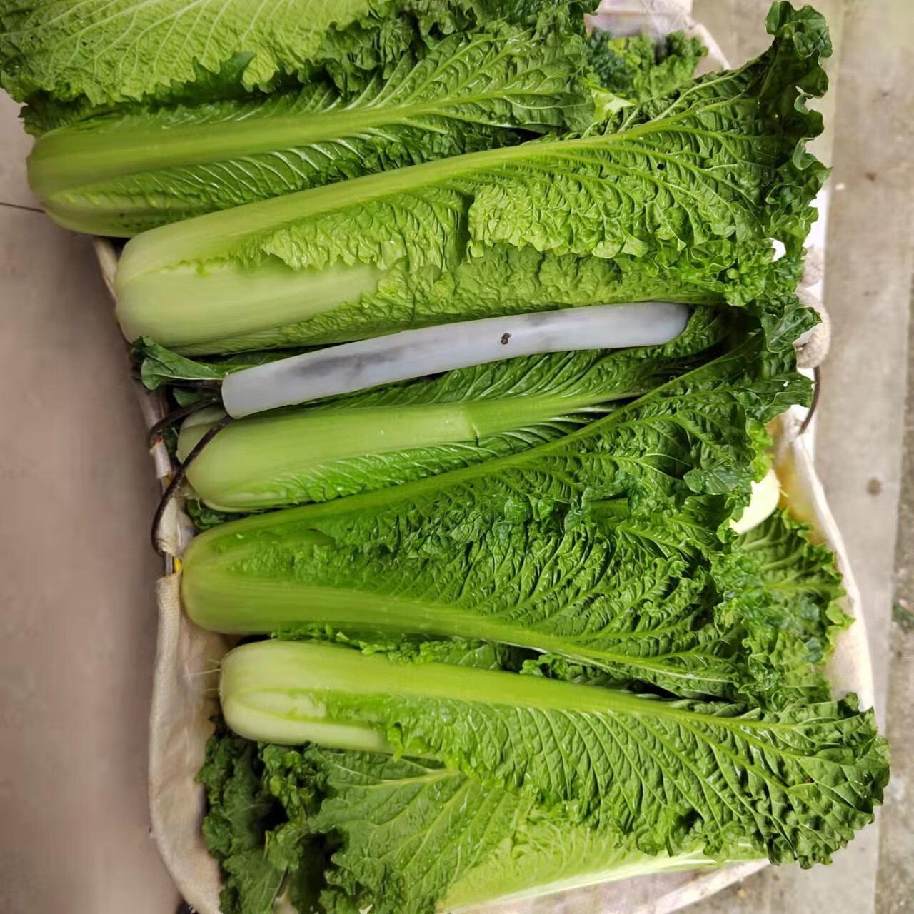 贵州农家露天自种青口白新鲜蔬菜青麻叶大白菜青白口自然成熟 1000g