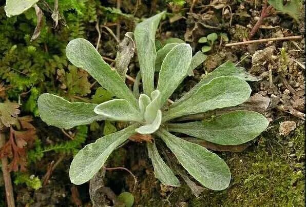 松阳青糕丽水红糖糕发糕加热即食软糯香甜年糕900g丽水特产美食 红糖