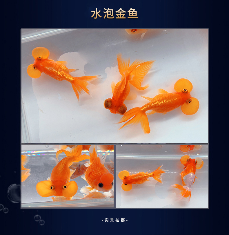 金魚活體觀賞魚淡水魚冷水魚好養耐活的小金魚紅草魚活蘭壽闖缸魚 8