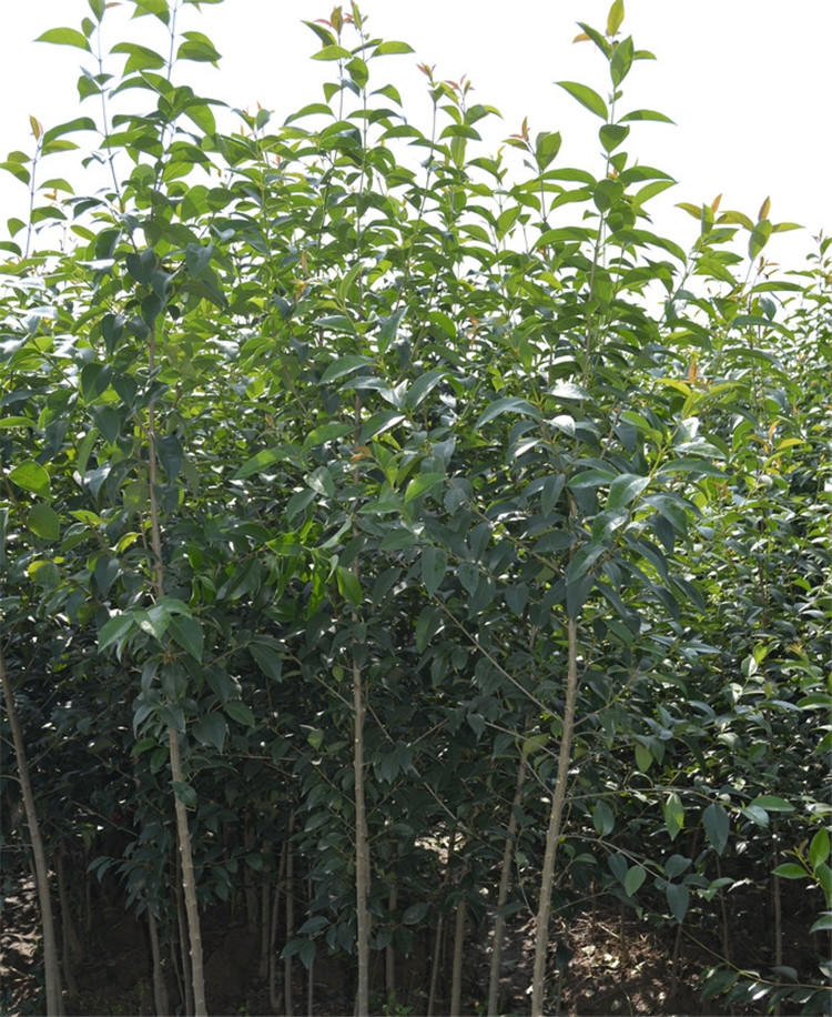 大叶女贞树苗女贞子树苗高杆大叶女贞苗绿化工程苗木多种绿化苗木有