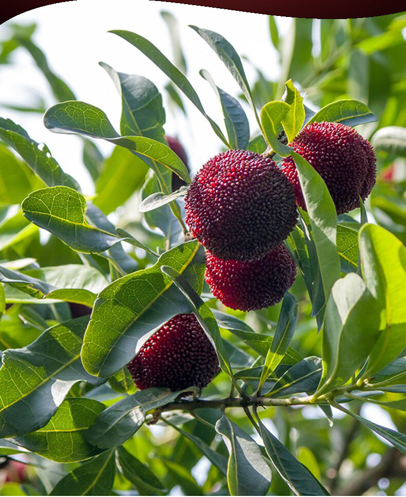 冷链空运云南杨梅新鲜现摘大杨梅孕妇时令水果当季新鲜荸荠杨梅非仙居