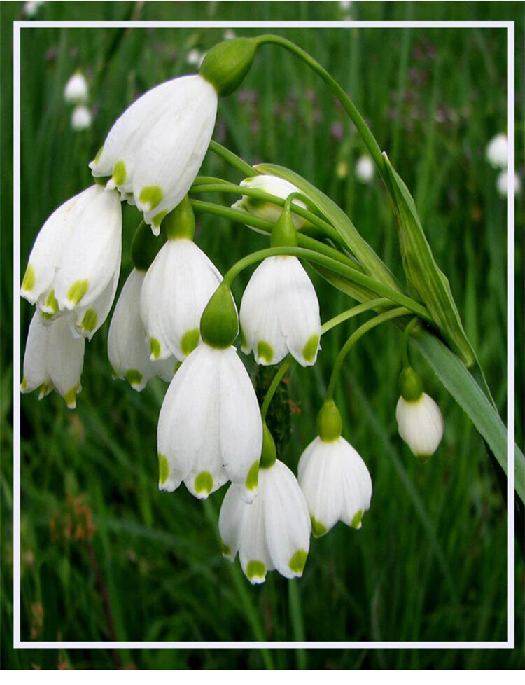 雪片莲种球 荷兰雪花莲 庭院阳台室内办公室盆栽花卉植物雪滴花多年生