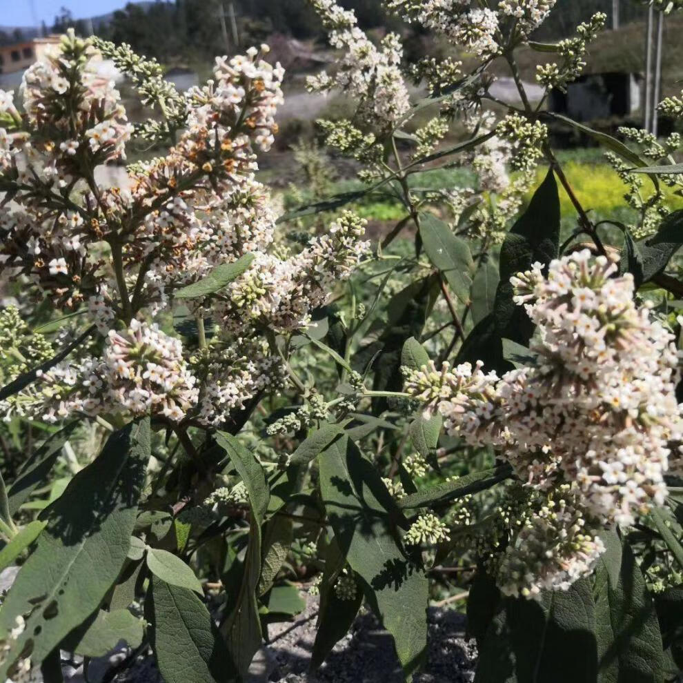 染饭花的种类图片