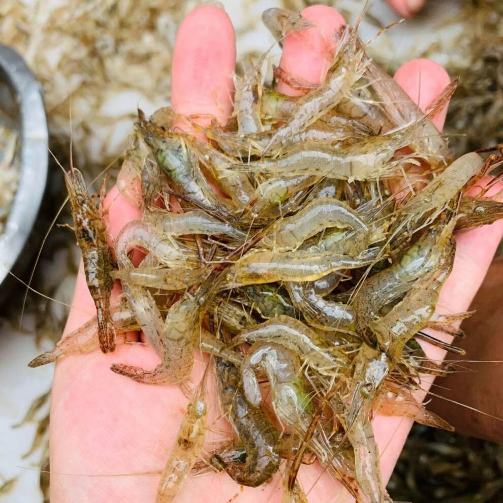 当日捕捞小河虾淡水新鲜鲜活青虾水产急冻小草虾醉虾批发斓维品河虾34