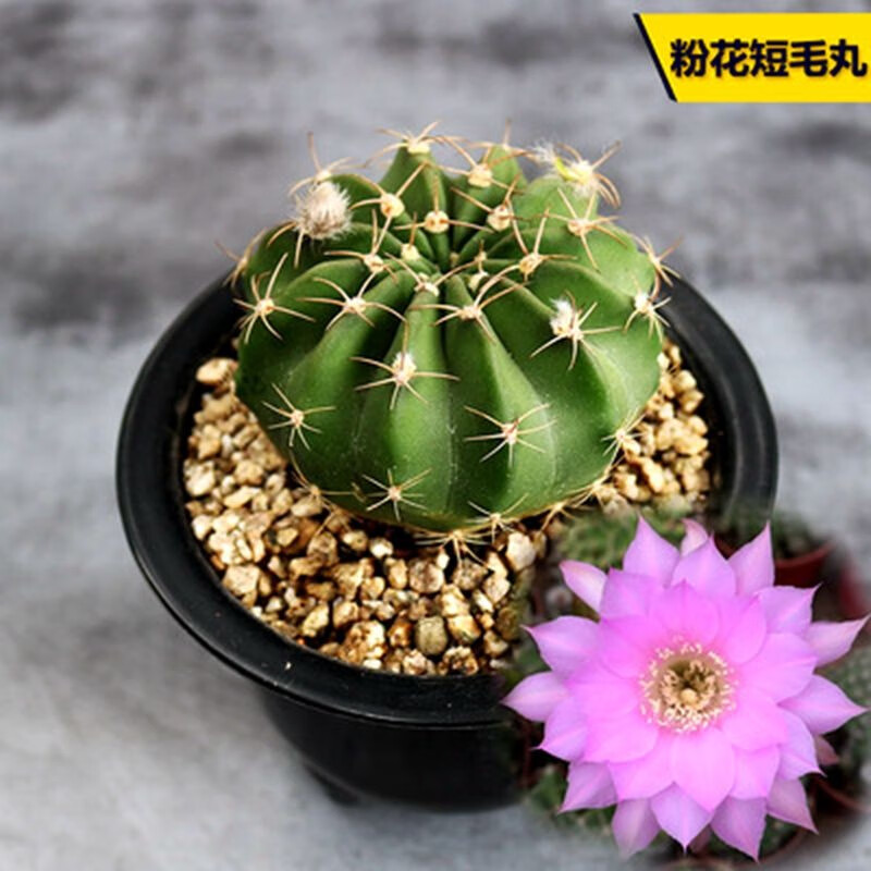 花络阁大颗仙人球奇仙玉 眩美玉 狮子王稀有开花机器多肉植物创意小