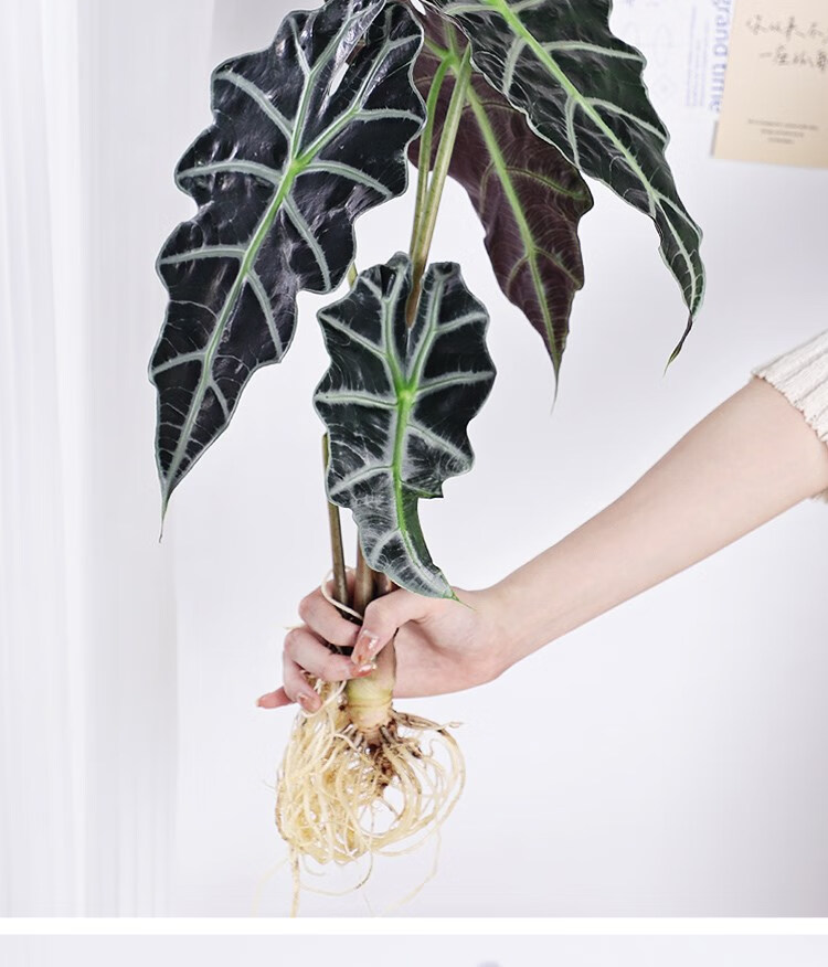 大仙女海芋水培植物盆栽室内绿植竹芋好养客厅办公室花卉观叶植物 大