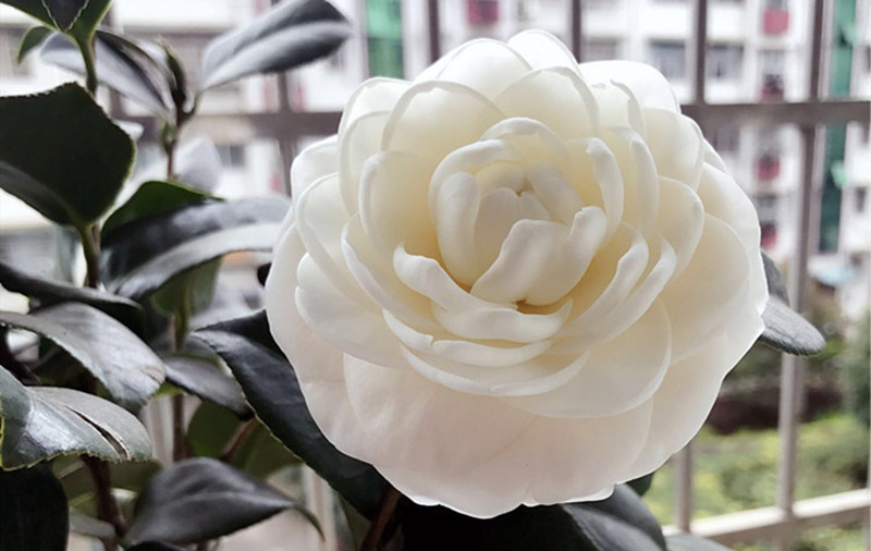 东方亮白山茶花树苗四季绿植盆栽阳台名贵花卉植物白色花水晶白 精选3