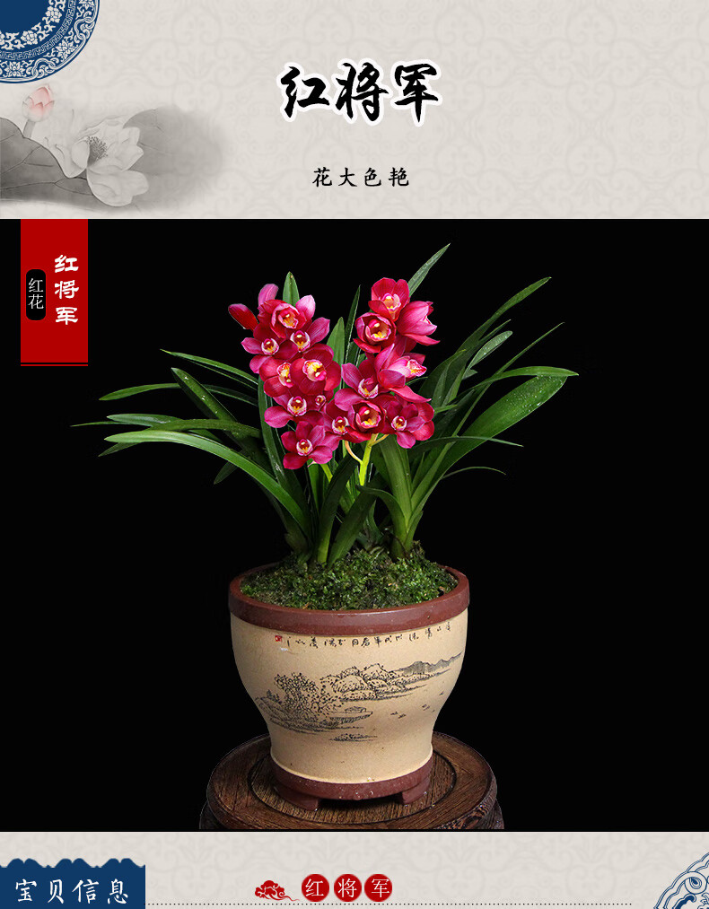 德芳兰园兰花兰花苗浓香建兰四季兰红贵妃带花苞花卉绿植盆栽客厅直播