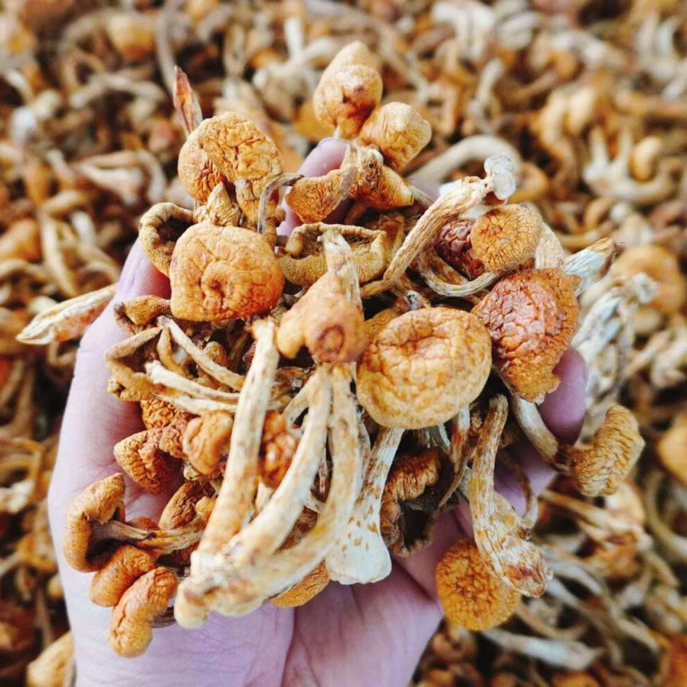 精品新货滑子菇干货黑龙江省大兴安岭特产滑子蘑小黄蘑 腾旺纳跃 500g