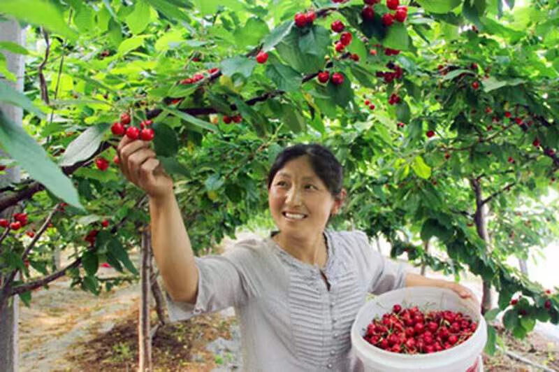 樱桃坐果灵樱桃强力授粉樱桃保花保果防落果防裂樱桃专用樱桃授粉