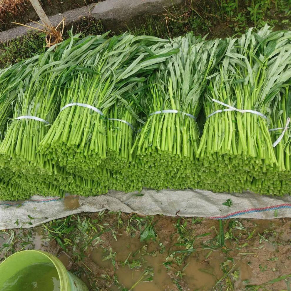 空心菜新鲜嫩尖当季现摘农家蔬菜蕹菜竹叶菜通心菜食用团建送礼生鲜