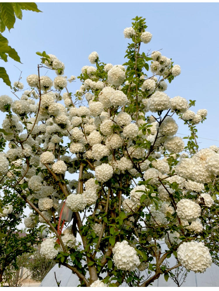 中華木本繡球花樹苗八仙花小苗木瓊花室外庭院種植盆栽植物苗花卉木司