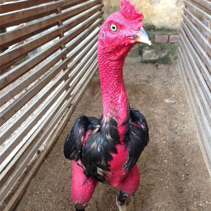 纯种越南斗鸡种蛋中原斗鸡缅甸斗鸡鲁西斗鸡蛋受精蛋可孵化小鸡 越南