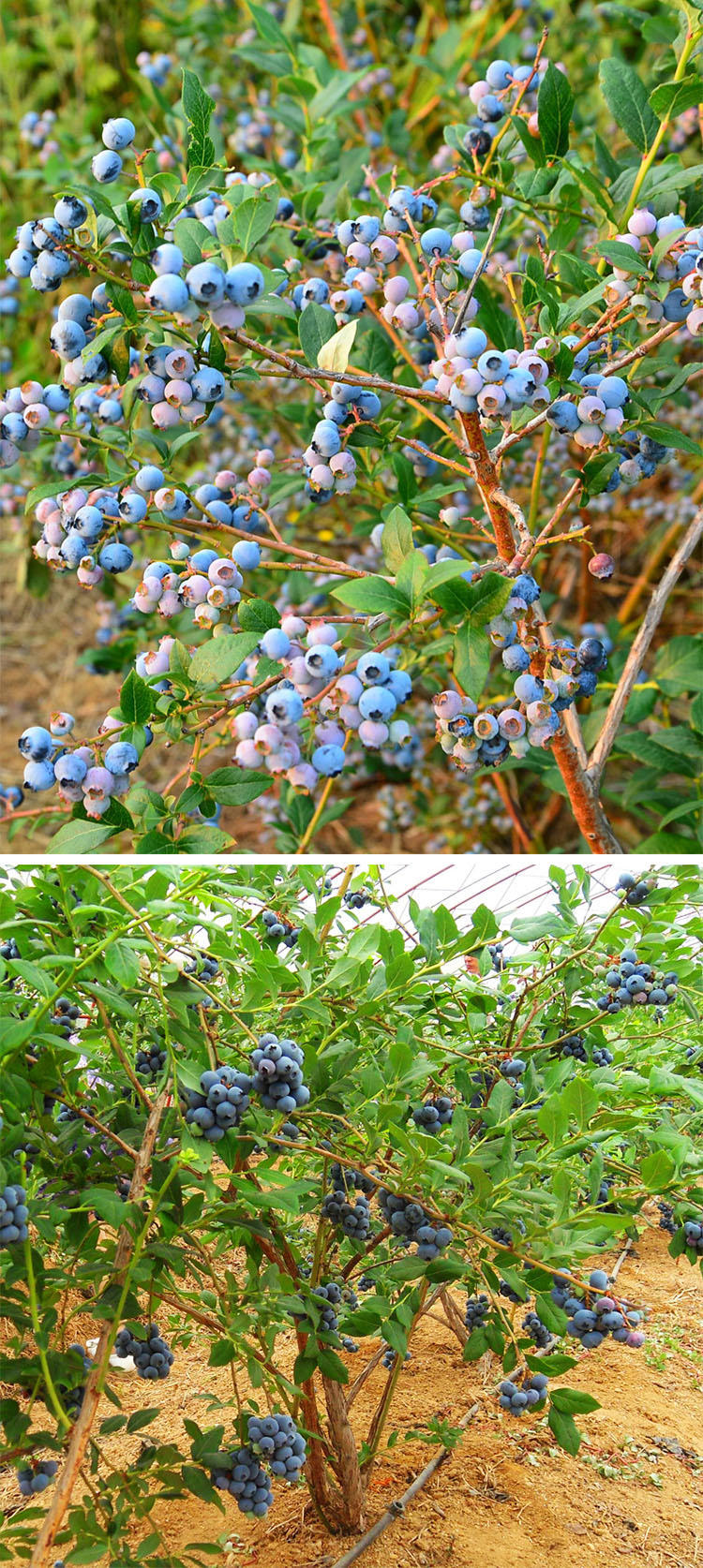 南高好品种蓝莓苗新瑞卡法里克贼大果新品种大果口感好北蓝四年苗当年