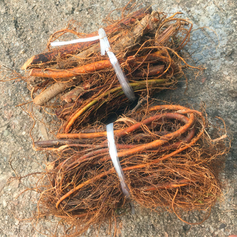 牛奶根正宗福建 白花牛奶根 客家牛奶树根五指牛奶根野生煲汤 500克