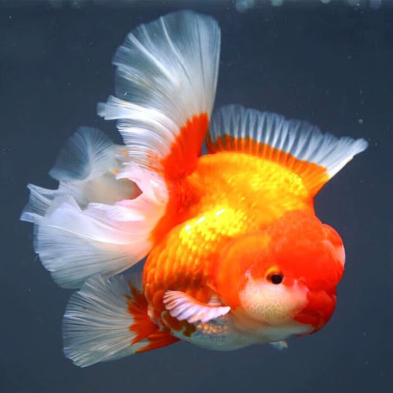 荣郁精品红泰狮金鱼活体f1巨人百褶鱼苗水族宠物金鱼冷水新疆西藏专链