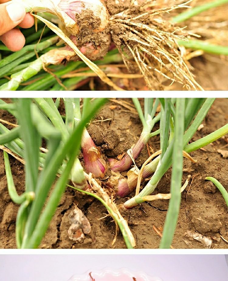 农家现挖正宗东北特产新鲜小毛葱鬼子葱红葱头洋葱蔬菜
