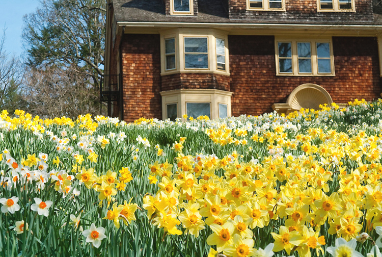 大花多年生耐寒盆栽植物现货好养洋水仙花球根塔希提3颗种球肥其他