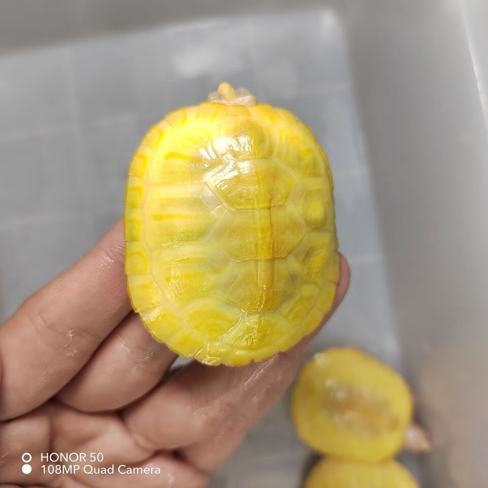 黄金白化巴西龟焦糖黑珍珠变异白化黄化暗红眼观赏巴西活体 4-4.