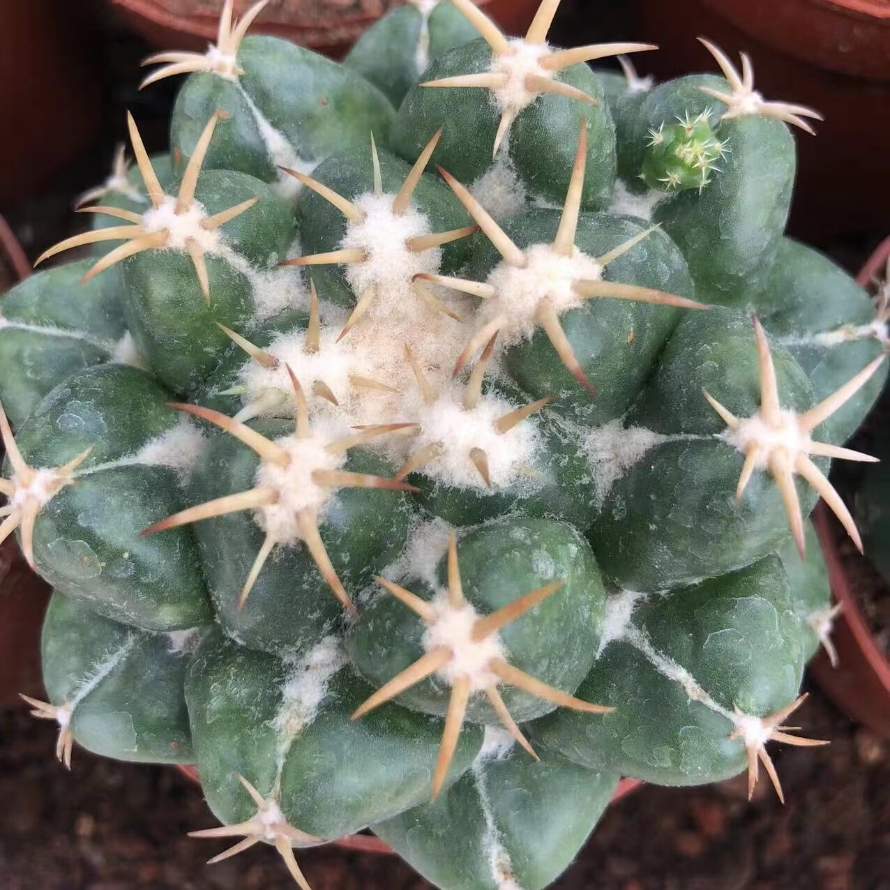 象牙仙人球开花短豪刺仙人掌耐旱好养多肉盆栽办公桌面花卉 新天地(14