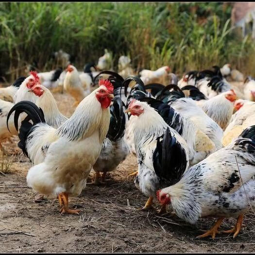 活鸡鹊山鸡半大鸡脱温鸡稻花鸡白芦花彩凤观赏鸡包活到家 5-6两鹊山鸡