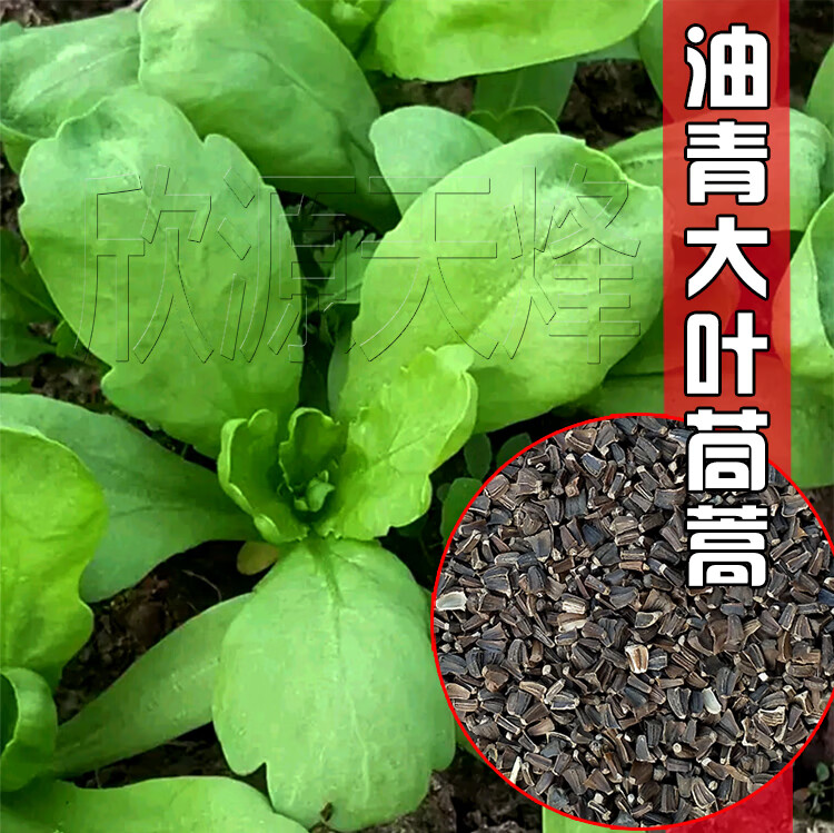 大叶小叶茼蒿种子中叶皇帝菜光杆茼蒿菜高产农家冬季四季蔬菜种籽大叶