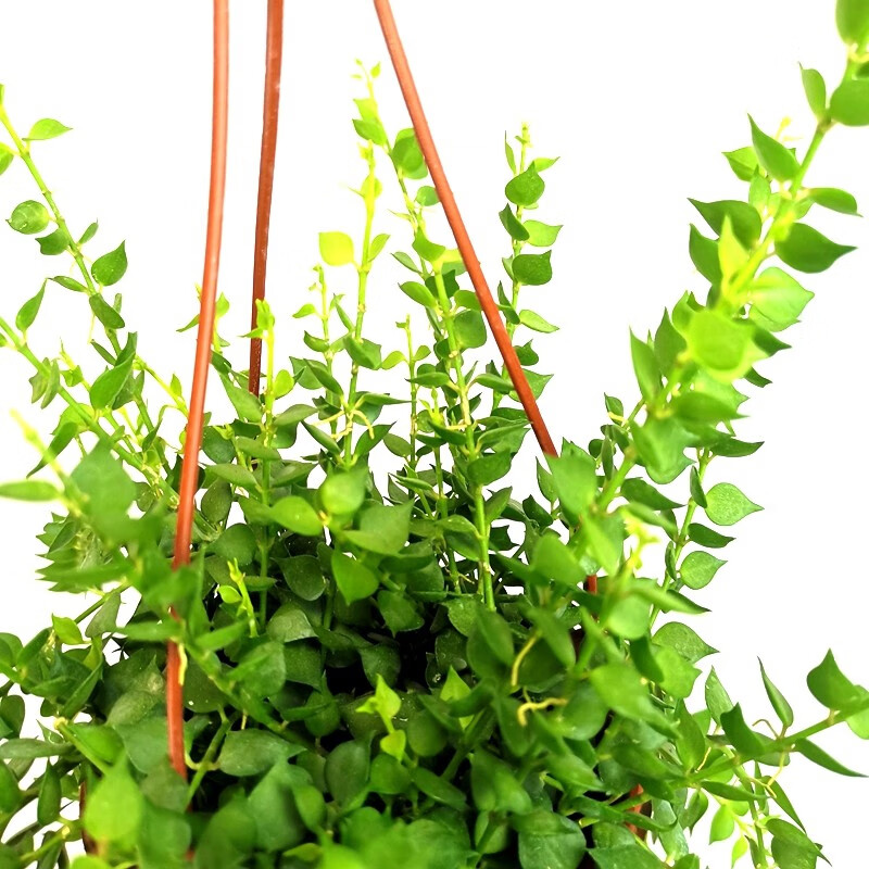 百万心吊兰盆栽观叶植物易养耐阴旱常绿花卉百万心吊兰花苗 一盆