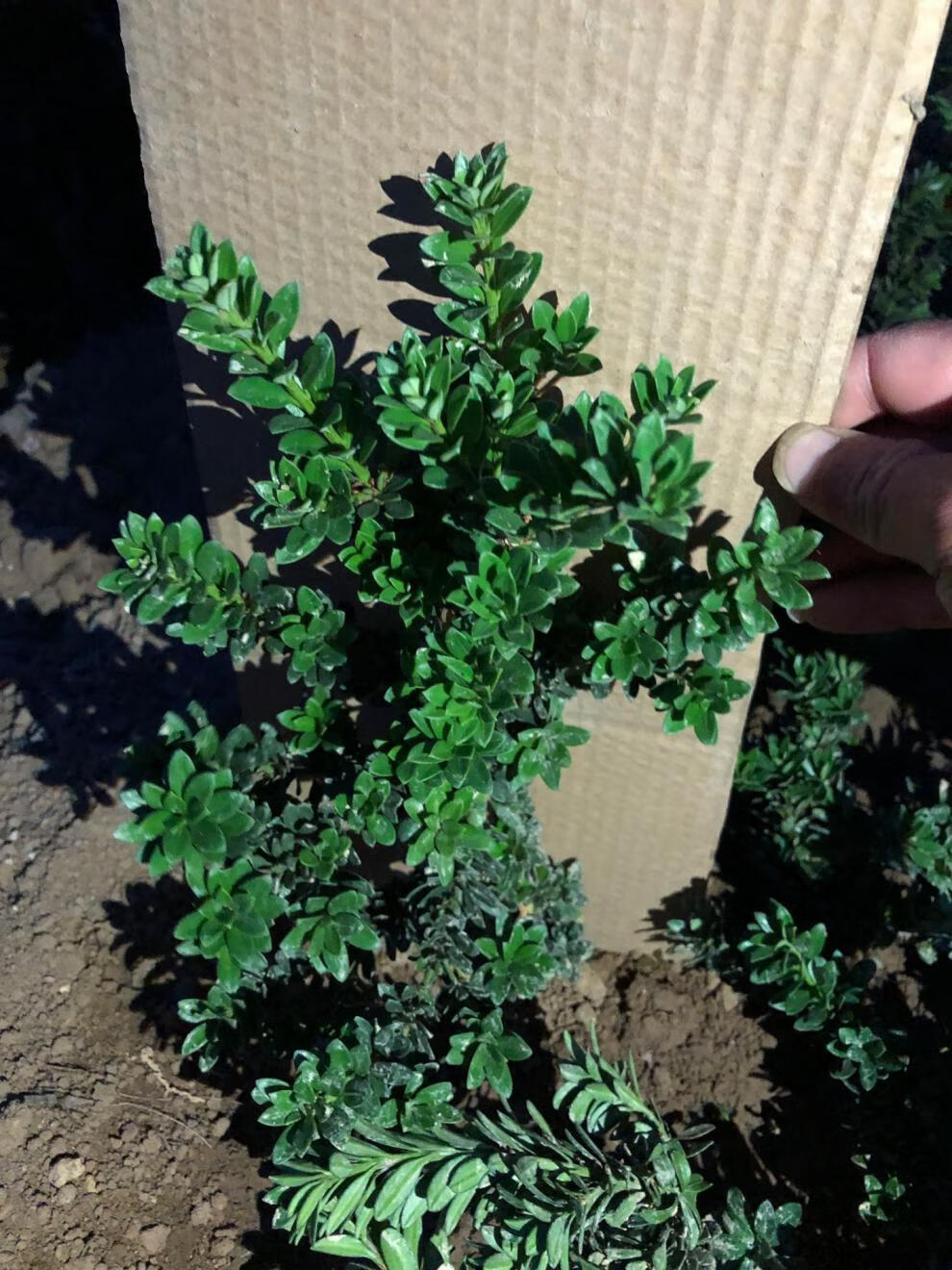 圆叶黑珍珠罗汉松小米叶雀舌树苗绿植盆栽盆景小品素材苗常青植物 黑