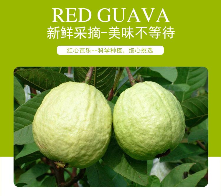 芬果时光国产红心芭乐番石榴约475斤时令水果