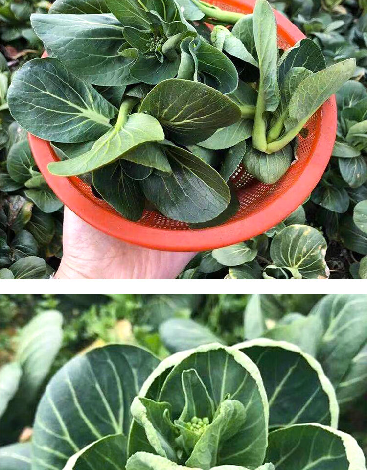 恬女神苏北农家霜冻上海青大青菜心菜苔蔬菜新鲜苏州青太湖黑油菜菜芯