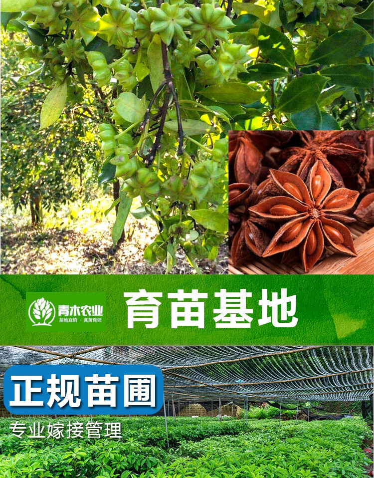 大红八角树树苗嫁接苗大料树苗茴香矮化广西古龙基地苗场罗马木王
