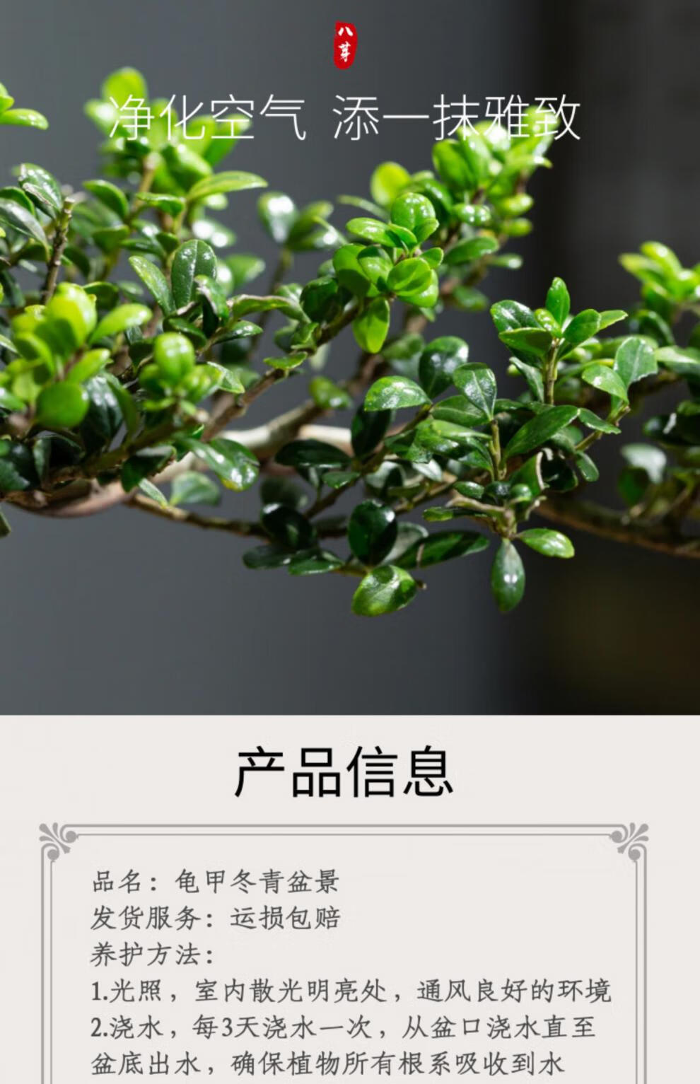 龜甲冬青盆景室內懸崖式植物臨水造型中式擺件茶室陽臺綠植花卉 藍釉