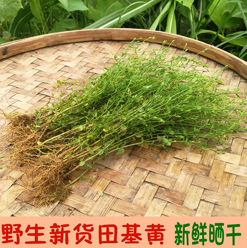 玉泉韵地耳草全草新货材田基黄雀舌草干品整株 500g 【】田基黄整颗