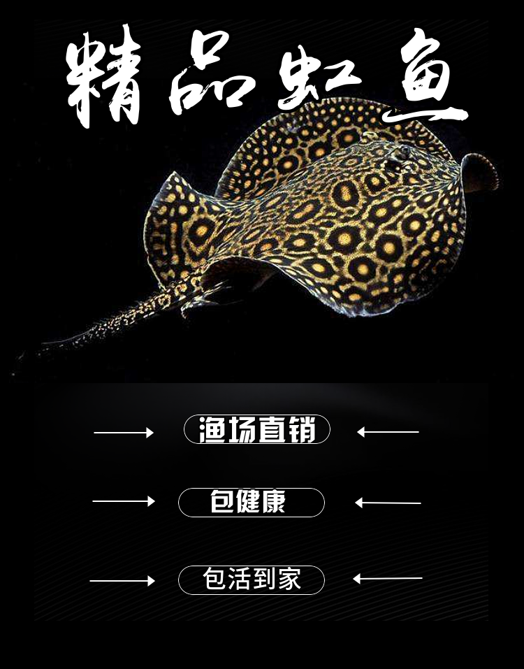 魟鱼活体鱼珍珠虹米克斯缸鱼金龙鱼红龙鱼热带鱼龙鱼配鱼 皇冠黑金 15