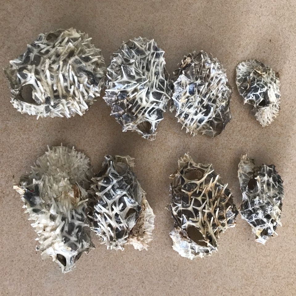 小号刺龟皮刺豚鱼皮北海特产干货250克补胶