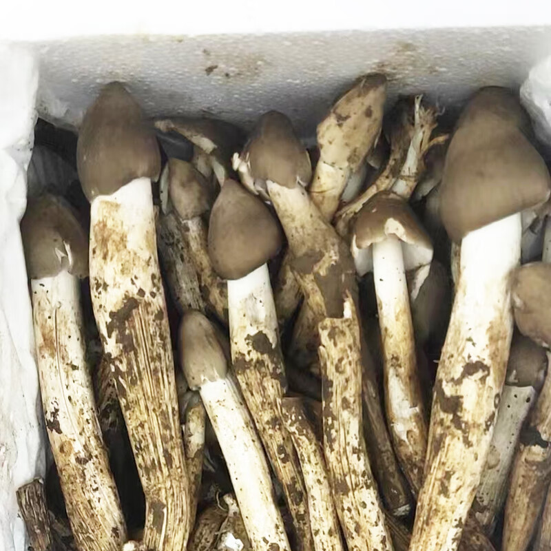 荔枝菌野生菌天然食用菌珍贵山珍五月菌菇鸡枞增城特产 头 1kg【图片