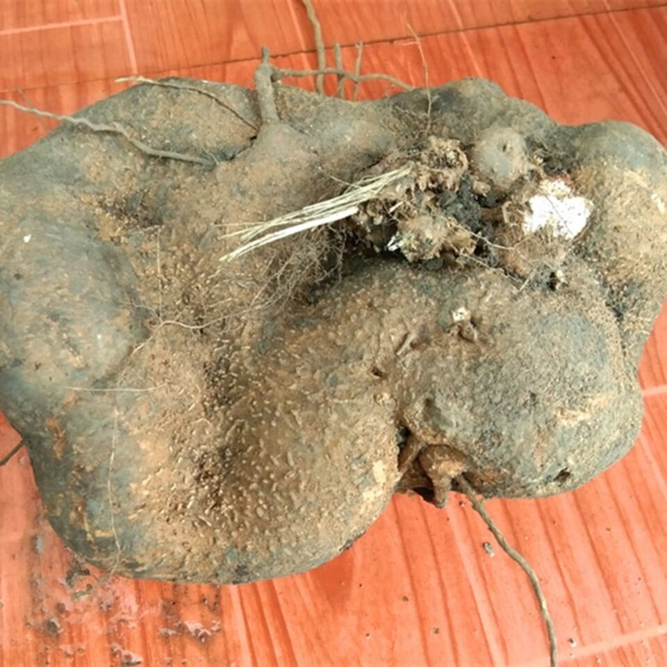 堂贵州中草药新鲜蛇莲500g克中药材雪胆原药苦金盆蛇灵罗锅底 官方