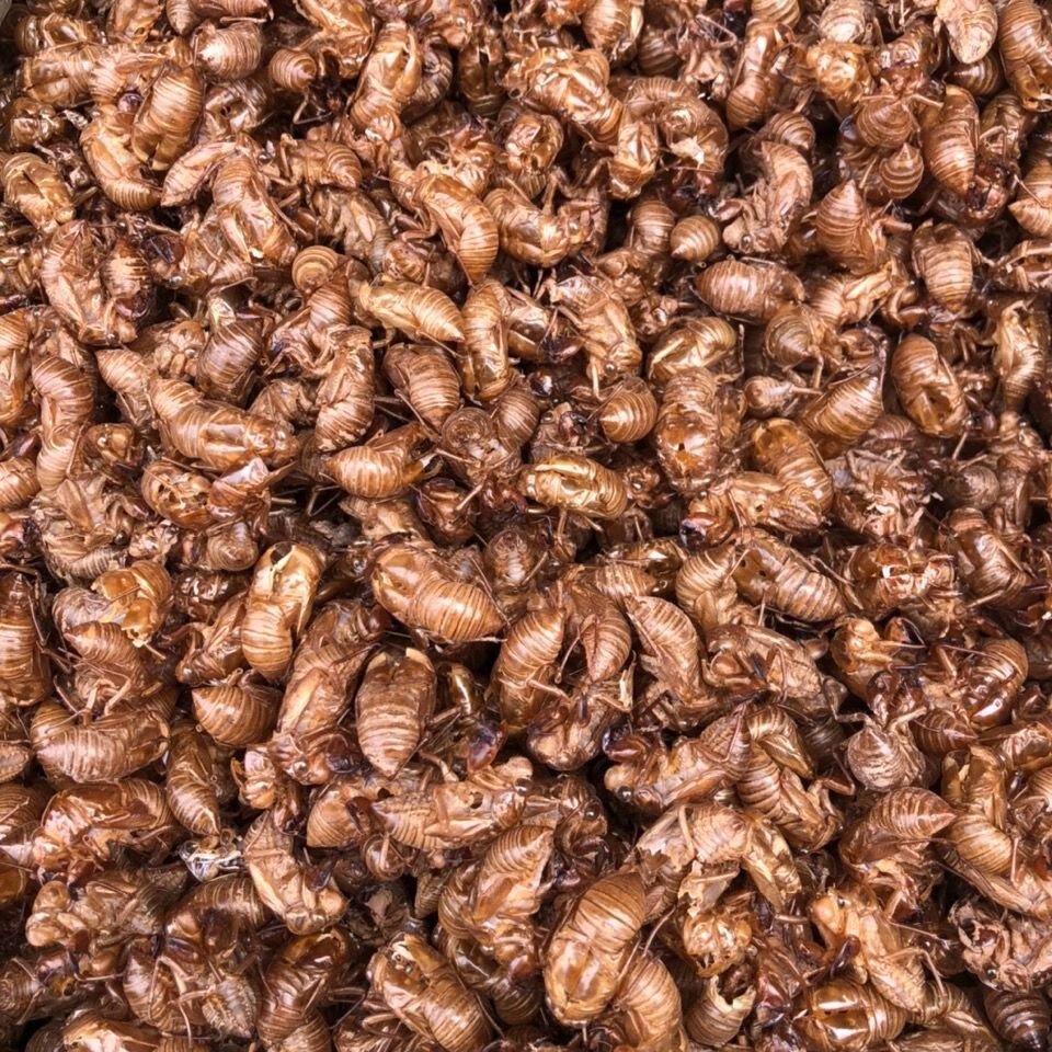 金蝉衣蝉蜕虫蜕水洗金蝉衣蝉退蝉壳100克250克新货金蝉衣100克