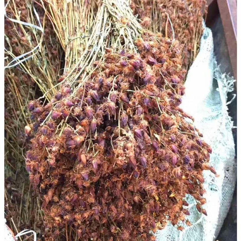 一件稳心草 野生稳心草50g